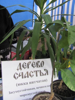 На ярмарку в Чернівцях продають дерево щастя і горіх "бомба" (ФОТО)