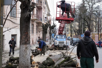 У Чернівцях почали рубати старі дерева (ФОТО)