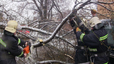 Через негоду біля школи в Чернівцях впало дерево (ФОТО)