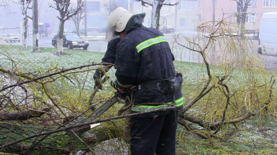 Через негоду біля школи в Чернівцях впало дерево (ФОТО)