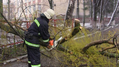 Через негоду біля школи в Чернівцях впало дерево (ФОТО)