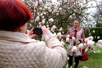 У Чернівцях у ботсаду квітнуть магнолії та рододендрони (ФОТО)