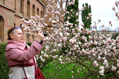 У Чернівцях у ботсаду квітнуть магнолії та рододендрони (ФОТО)