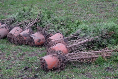 До 150-річчя художника Івасюка на Буковині висадили 150 туй