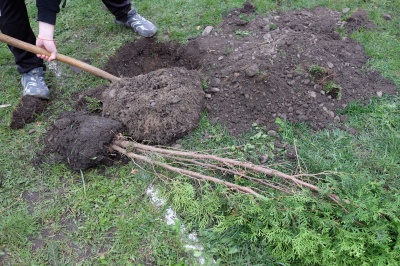 До 150-річчя художника Івасюка на Буковині висадили 150 туй