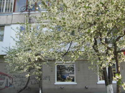 У Чернівцях розпочалося масове цвітіння дерев (ФОТО)