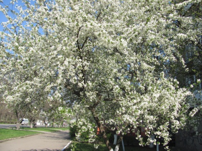 У Чернівцях розпочалося масове цвітіння дерев (ФОТО)