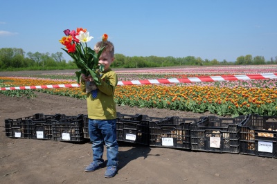 Тюльпанове поле у Мамаївцях за один вихідний день відвідує понад дві тисячі туристів (ФОТО)