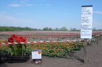 Тюльпанове поле у Мамаївцях за один вихідний день відвідує понад дві тисячі туристів (ФОТО)