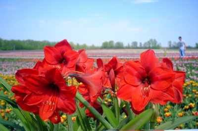Тюльпанове поле у Мамаївцях за один вихідний день відвідує понад дві тисячі туристів (ФОТО)