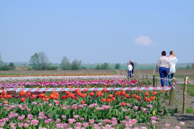 Тюльпанове поле у Мамаївцях за один вихідний день відвідує понад дві тисячі туристів (ФОТО)