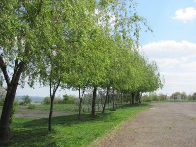 У Чернівцях раніше зацвіли дерева (ФОТО)