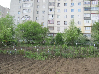 Гравітонівські хащі у Чернівцях (ФОТО)