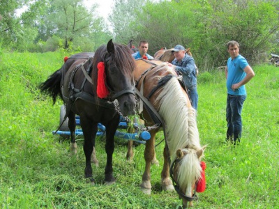 На Буковині господарі з різних районів влаштували змагання між своїми кіньми (ФОТО)