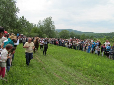 На Буковині господарі з різних районів влаштували змагання між своїми кіньми (ФОТО)