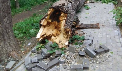 Через негоду в Чернівцях дерево впало на бігову доріжку в парку (ФОТО)