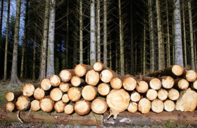 Лісгоспи реалізовуватимуть деревину через аукціон у Чернівцях