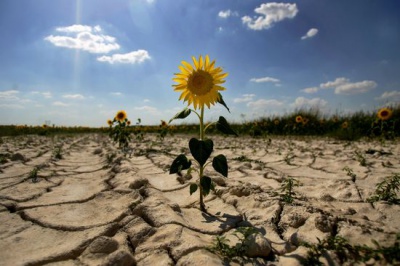 Мешканці Сокирянщини скаржаться на засуху