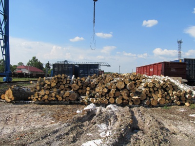 На Чернівецькій митниці намагалися вивезти ліс-кругляк як непридатну деревину
