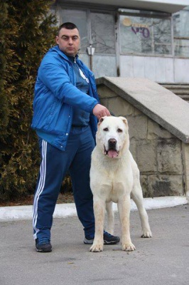 Собака з Чернівців став чемпіоном світу