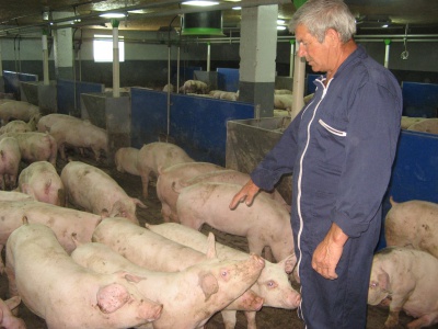 Свиней вирощують у «суворому режимі»