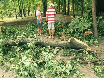 Велика гілка впала на алею в парку Шевченка у Чернівцях (ФОТО)