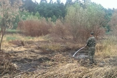 У Чорнобильській пущі досі тліє торф У Чорнобильській пущі досі тліє торф