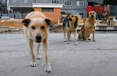 Безпритульних собак у Чернівцях знову стерилізуватимуть