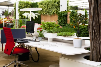Як впливають на здоров'я рослини у офісі