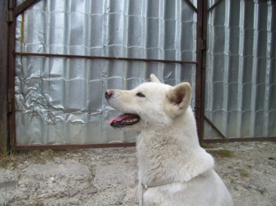 У Чернівцях з’явився розплідник собак рідкісної японської породи (ФОТО)