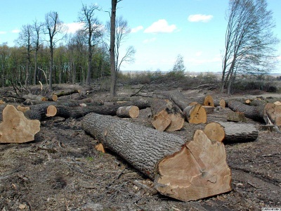 Яценюк заборонив неправомірну вирубку лісів на Буковині