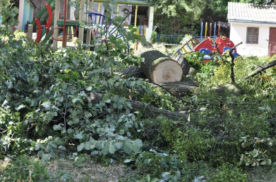 У Чернівцях біля дитсадка спиляли дерева – сусіди обурилися (ФОТО)