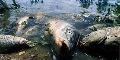СЕС Прикарпаття взяла проби води в Пруті, де виявили косяк мертвої риби СЕС Прикарпаття взяла проби води в Пруті, де виявили косяк мертвої риби