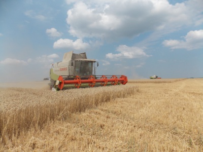 На Буковині активно збирають урожай зернових (ФОТО)