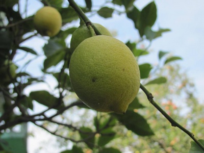 Буковинка виростила триметрове лимонне дерево (ФОТО)