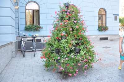 У Чернівцях дівчина у купальнику побила вікна у міськраді (ФОТО)