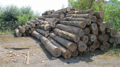 Через чернівецьку митницю знову намагалися вивезти до Румунії цінну деревину