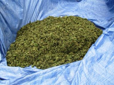 На Буковині в уродженця Криму вилучили 40 кілограмів марихуани (ФОТО)