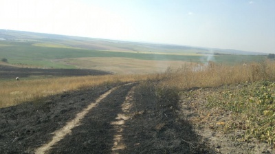 На Буковині у масштабній пожежі згоріли кілька гектарів поля (ВІДЕО)