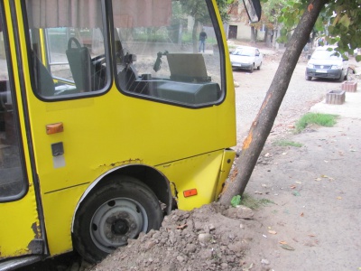 У центрі Чернівців автобус зупинило дерево (ФОТО)