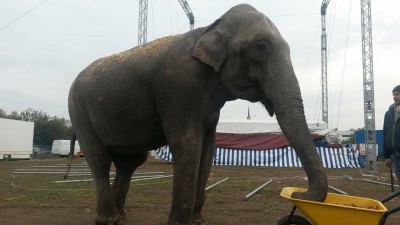 До Чернівців приїхав цирк з верблюдами і слоном (ФОТО)