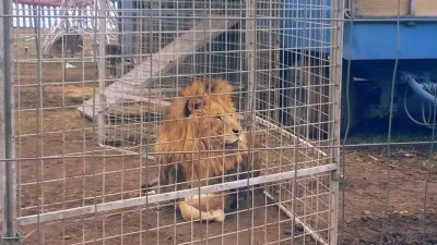 До Чернівців приїхав цирк з верблюдами і слоном (ФОТО)