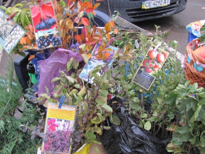 У Чернівцях продають чорну малину і мильне дерево (ФОТО)