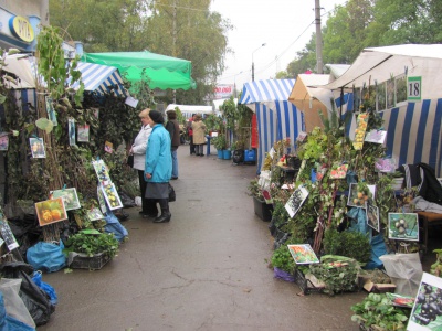 У Чернівцях продають чорну малину і мильне дерево (ФОТО)