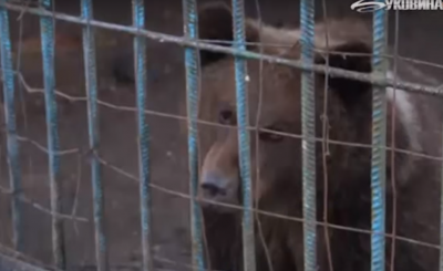 На Буковині лісники врятували ведмежа, яке гинуло від голоду