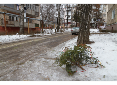 У Чернівцях смітники переповнені новорічними ялинками (ФОТО)