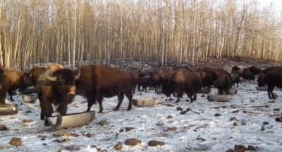 Мережу підірвало відео, де фермер у Канаді кличе українською мовою бізонів (ВІДЕО)