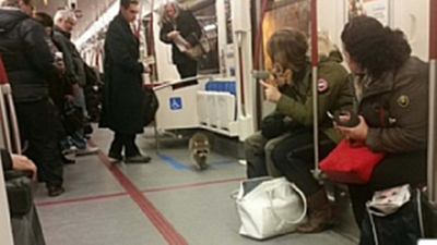 Дикий єнот самостійно скористався послугами метро в Торонто