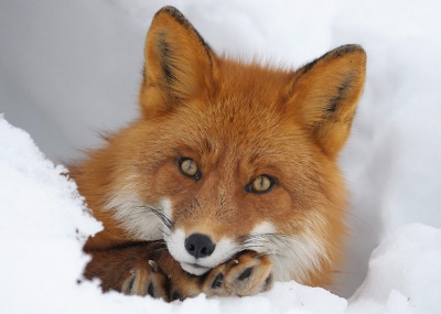 На Буковині - багато лисиць: крадуть курей навіть вдень