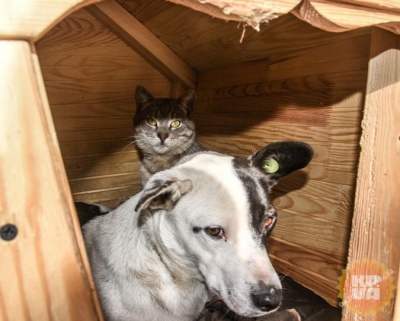 У центрі Одеси в одній будці разом живуть кіт і пес (ФОТО)